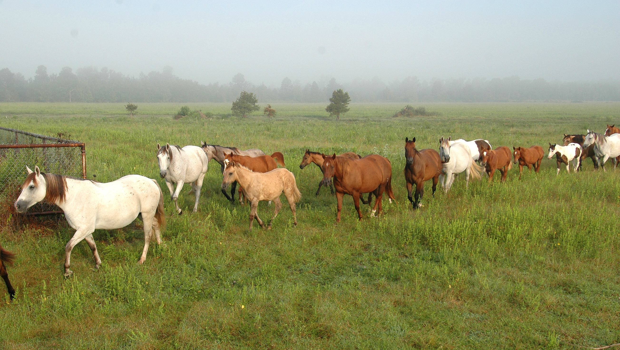Horse owners should plan ahead for tropical storms 